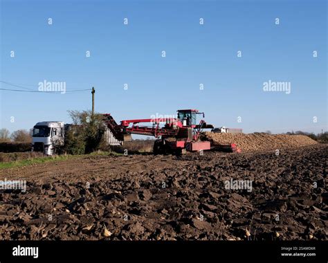 Farming - Loading sugar beet into trailers at roadside using a beet cleaner loader, Suffolk ...