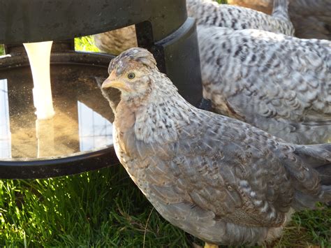 Cream Legbar For Sale | Chickens | Breed Information | Omlet