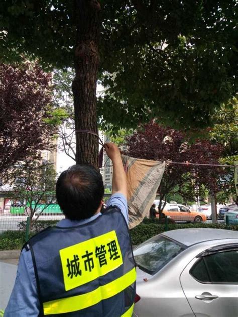在武昌区看到树木被“五花大绑”，请快拨打举报电话_武汉_新闻中心_长江网_cjn.cn