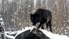 Black Wolf Wallpaper 1920x1080 by Black Wolf Wallpaper 64 Images Black Wolf Wallpaper 1920x1080