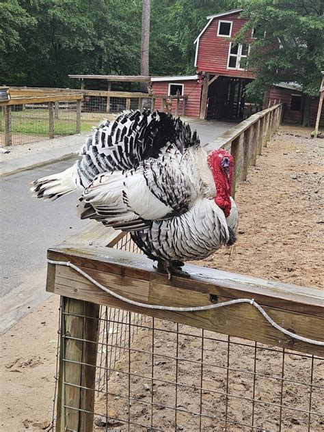 Yellow River Wildlife Sanctuary, Lilburn, GA: Information, Tickets and ...