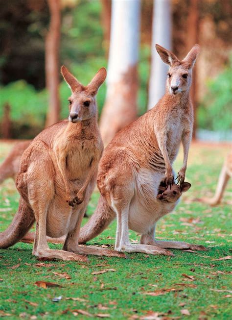 is kangaroo indigenous or exotic