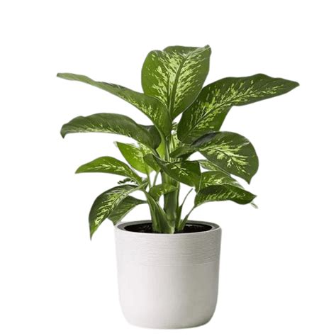 Dumb Cane - Dieffenbachia Plant | Bloomspace Australia