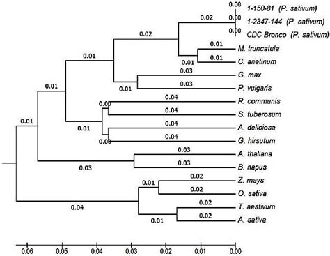 Accumulation of Phosphorus-Containing Compounds in Developing Seeds of ...