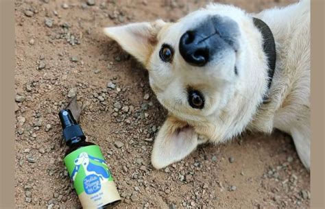 The Essential Guide to Hemp Seed Oil Benefits for Dogs | IHC – India ...