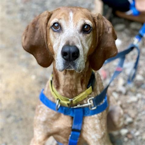 Asheville Humane Society | The Grey Muzzle Organization