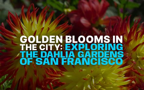 #️⃣ Golden Blooms in the City: Exploring the Dahlia Gardens of San ...