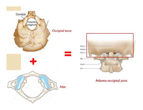 Atlanto occipital and atlanto axial joint | PDF
