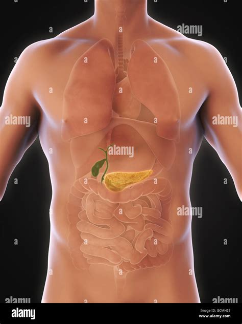 Human gallbladder anatomy High Resolution Stock Photography and Images ...