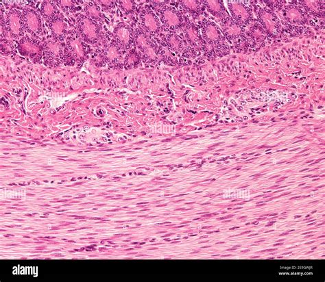 Meissner plexus in the submucosa of the digestive tract showing two ...