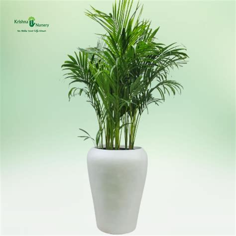 Areca Palm