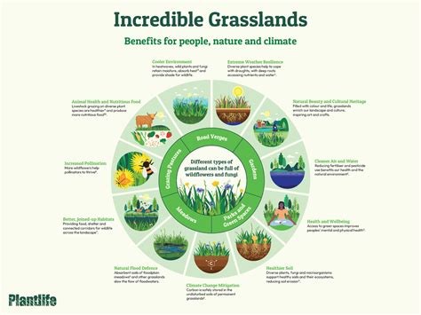 Incredible Grasslands - Plantlife