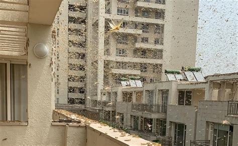 Gurugram Sky Turns Dark As Locusts Enter See Photos - तस्वीरों में ...