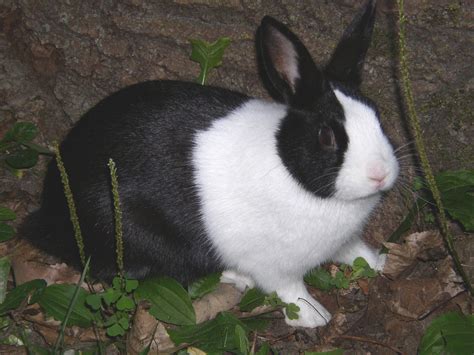 Adorable Black and White Rabbit