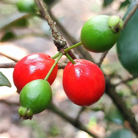 Cedar Bay Cherry Plant – Garden Mithra