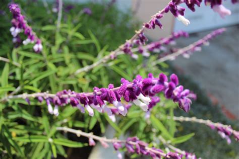 Mexican sage | Mexican sage, Flora, Plants