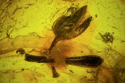 Amber For Sale - FossilEra.com