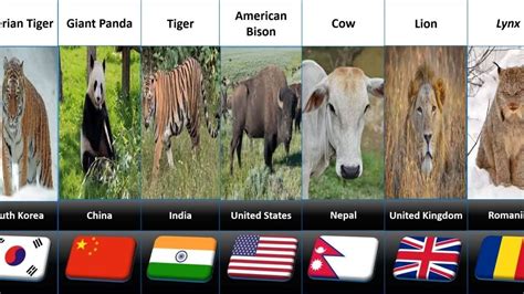 Image result for Animals On Button Moon
