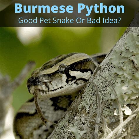 Burmese Python: Pet Snake Or Bad Idea?