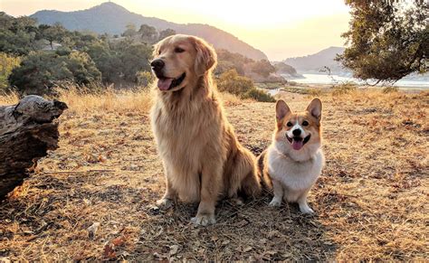 Corgi Mixed Golden Retriever