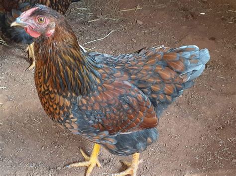 Blue Laced Red Wyandotte Chicken For Sale | Cackle Hatchery®