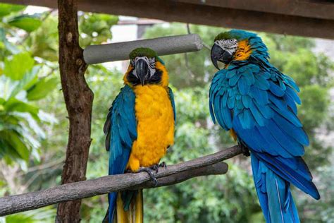 Types of macaws: 4 varieties you should know