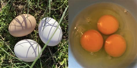 The freshest eggs I’ve ever consumed… All were laid within 1-3 hours ...