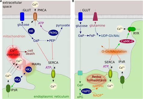 Can Early Stages Of Copd Be Reversed