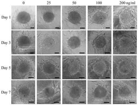 Effects of Connective Tissue Growth Factor on the Cell Viability ...