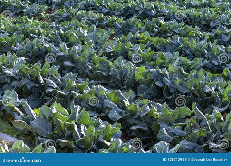 Farming of Spanish Broccoli Stock Image - Image of land, agricultural ...