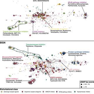 Connectivity Map 的图像结果