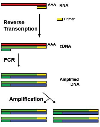 Image result for How Does Reverse Transcriptase Work