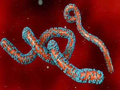 Marburg virus news: 'Bleeding eye' virus triggers global fear: Urgent ...