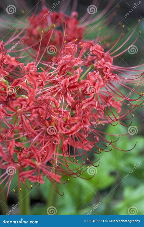 Red Spider Lily - Lycoris Radiata Stock Image - Image of radiata ...