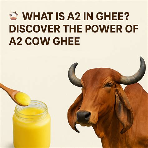 🐄 What is A2 in Ghee? Discover the Power of A2 Gir Cow Ghee – Gir Ghritam