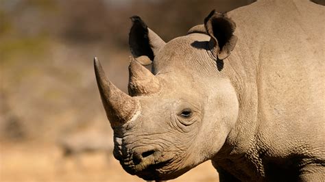 Animal Rhino Wallpaper Full Download Animal Rhino 4k Ultra HD