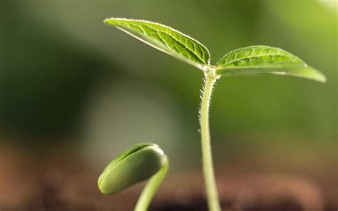 sprout HD Wallpaper | Background Image | 1920x1200 | ID:479259 ...