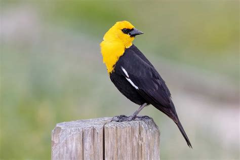 Types Of Birds In Kansas at Brooke Way blog