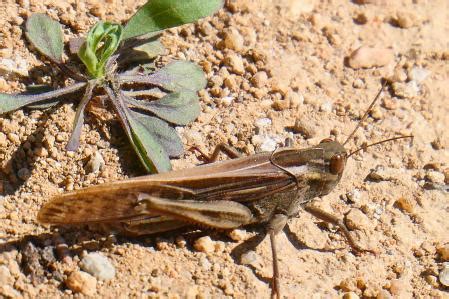La plaga más antigua del mundo sigue activa