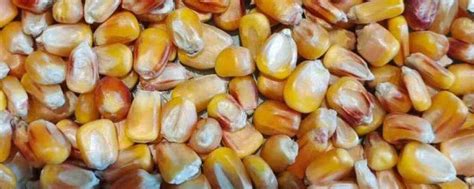 玉米种子结构的名称和作用，玉米种子的胚包括哪几个部分-农百科