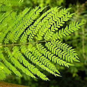Buy the Majestic Neel Mohar Jacaranda Mimosifolia Tree Online ...