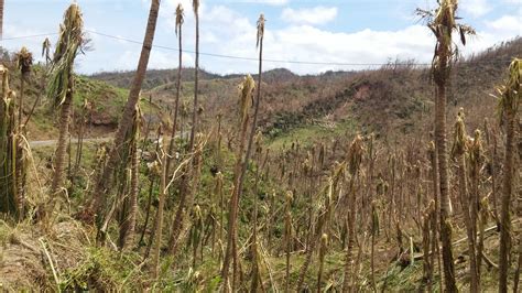 Hurricane Maria destroys Dominica’s agriculture sector – Caribbean Agricultural Research ...