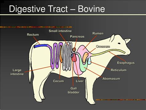 PPT - The Ruminant Digestive System & Nutrition PowerPoint Presentation ...
