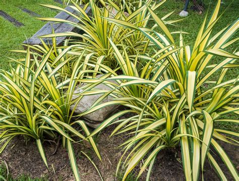 6 Tips to Growing Spider Plants Outdoors