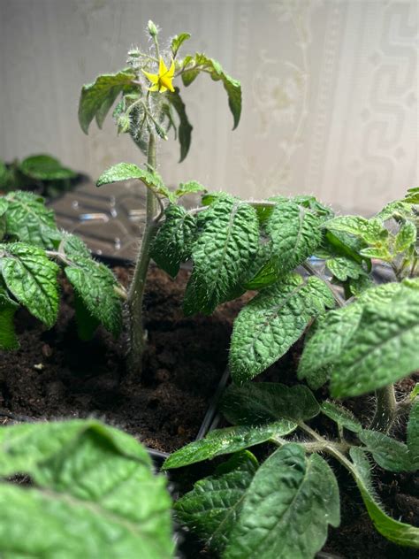 Growing Vegetables Indoors: Temperature - Sara at Skillnaden's