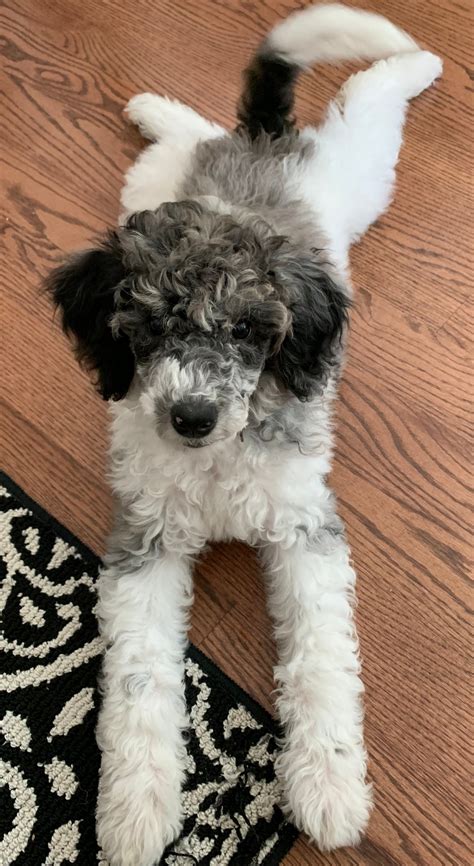 Moyen Parti Poodle Puppies | Parti Poodle | Mount Sinai, NY 11766 — New ...