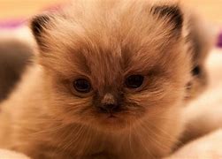 Image result for Baby Kittens and Bunnies