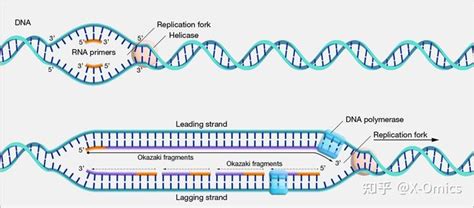 Nature子刊 | 转录决定人类细胞中DNA复制的起始和终止 - 知乎