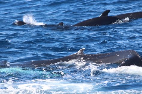 The season 2016 — a retrospective view