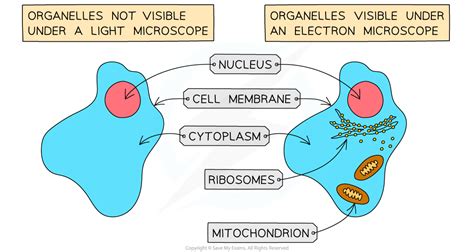 Cell Structure GCSE 的图像结果